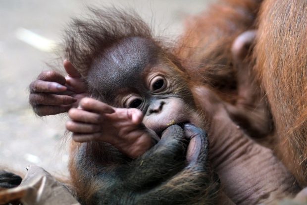 Orang-Jungtier Rima im Arm der Mutter © Zoo Leipzig