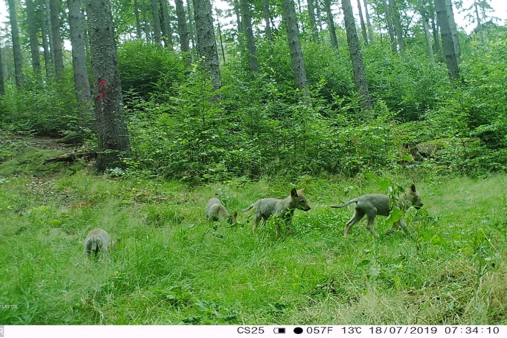 Welpen Elstra © LUPUS