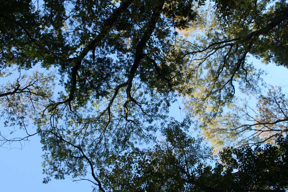 Baumkronen im Leipziger Auenwald. Foto: Ralf Julke