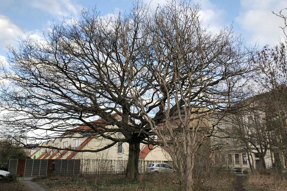 Die 130jährige Eiche in Stünz. Foto: Ökolöwe / O. Dunker