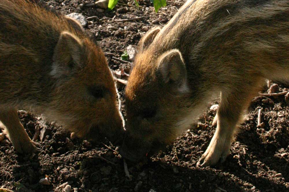 Frischlinge im Tierpark Leipzig. Foto: Ralf Julke