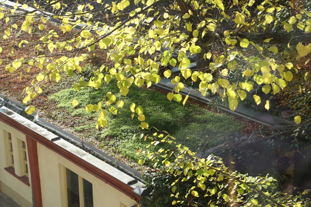 Begrüntes Garagendach am Haus der Demokratie. Foto: Ralf Julke