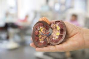 Ein aufgeschnittenes Modell einer Niere gewährt einen Blick ins Innere des Organs. Das Patientenseminar am 30. November richtet sich vor allem an diejenigen, die sich mit Fragen einer Transplantation befassen müssen. Foto: Stefan Straube / UKL