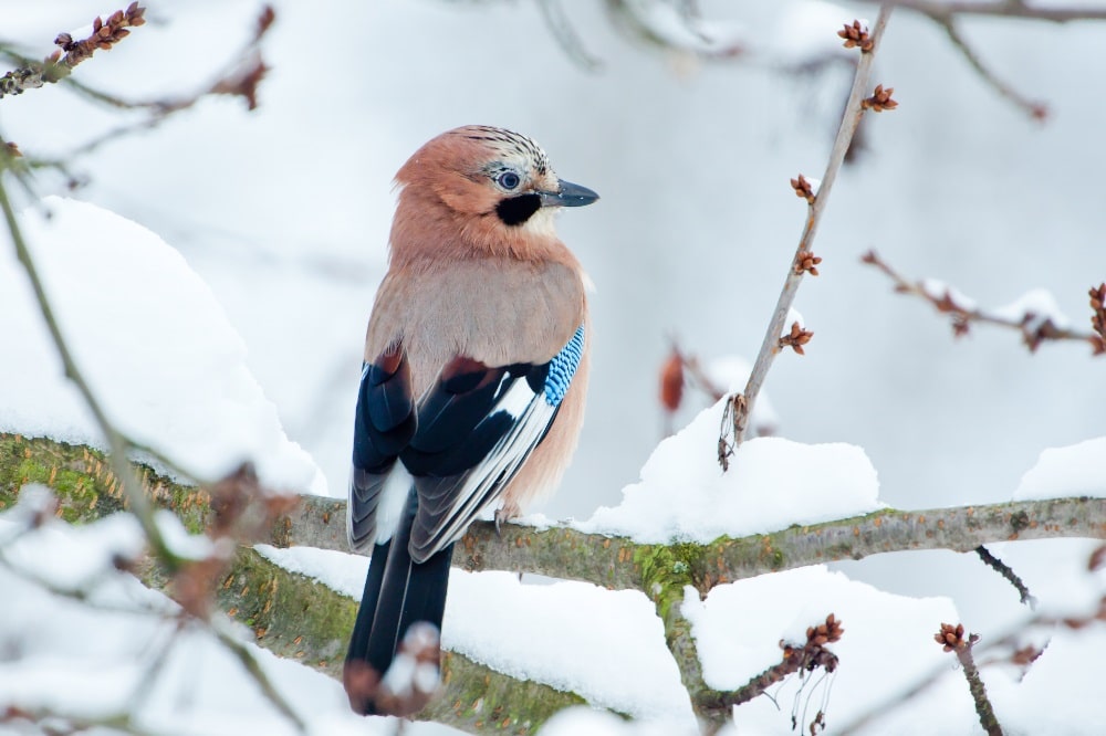 Foto: Bärbel Franzke