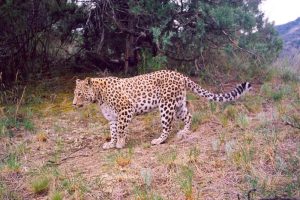 Kaukasicher Leopard. Foto: Biosphere Expeditions