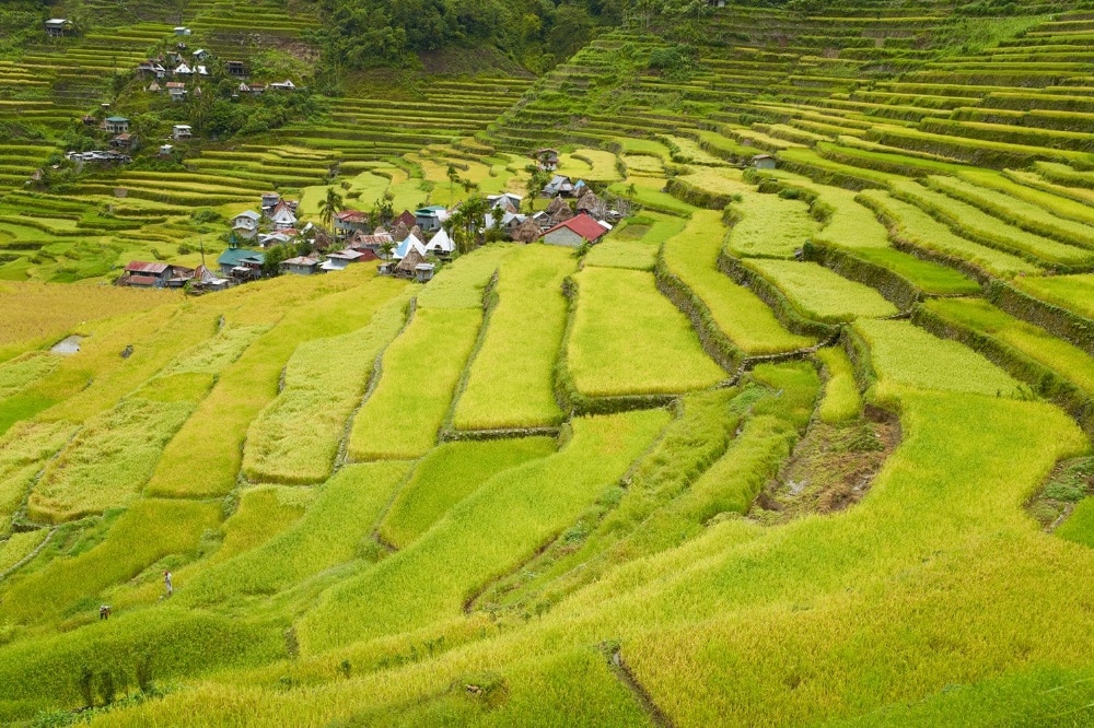 Artenreiche historische Kulturlandschaften gibt es nicht nur in Mitteleuropa, sondern beispielsweise auch in Asien, wie die hier abgebildeten Reisterrassen von Batad – eine Weltkulturerbe-Landschaft im Norden der Philippinen. Eine weitere nachhaltige Nutzung trägt zum Erhalt der Agrobiodiversität bei und beeinhaltet zugleich den Schutz artenreicher Bergwälder als wichtige Wasserspeicher für eine kontinuierliche Bewässerung. Bild: André Künzelmann / UFZ