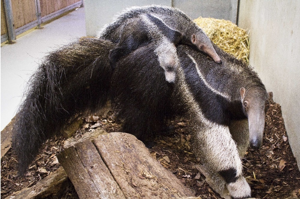 Weihnachtsgeschenk für Ameisenbären-Jungtier - ein Name © Zoo Leipzig