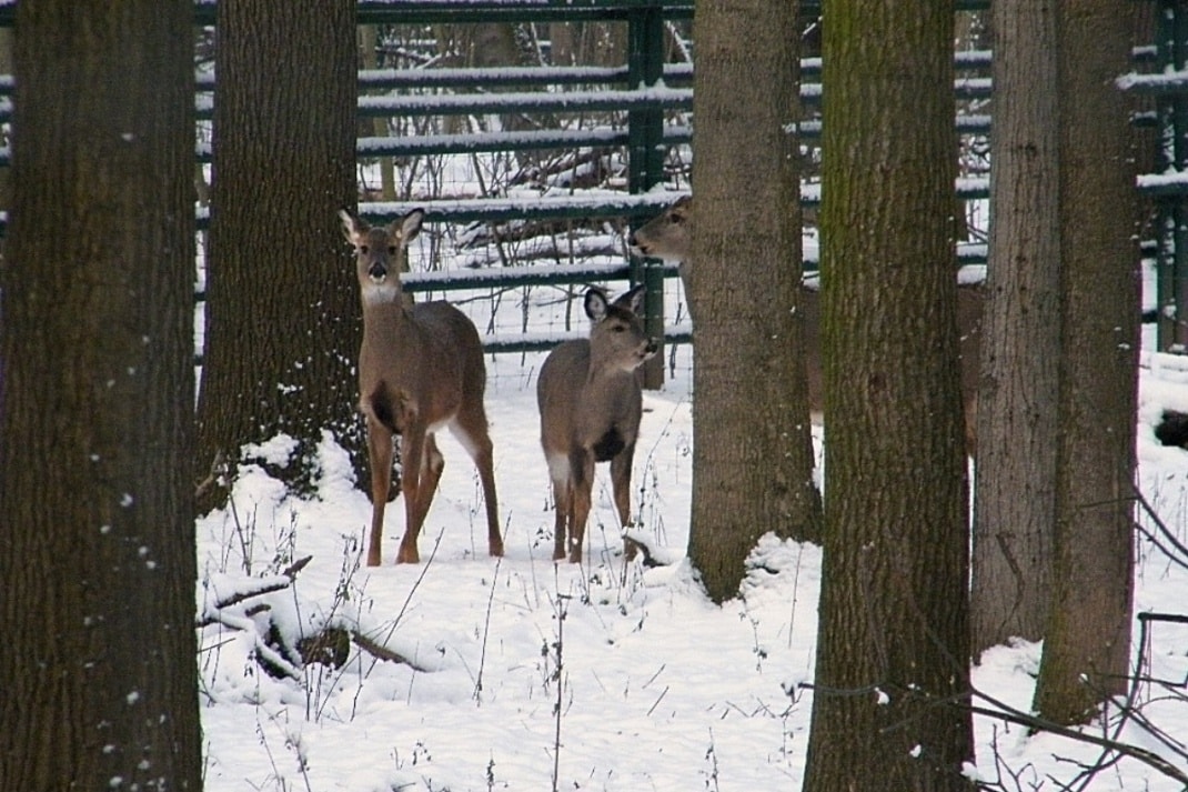 Weisswedelwild. Quelle: Verein der Freunde und Förderer des Wildparks Leipzig e.V.