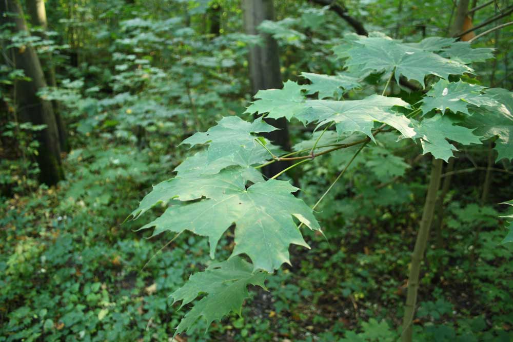 Ahorn im südlichen Auenwald. Foto: Ralf Julke