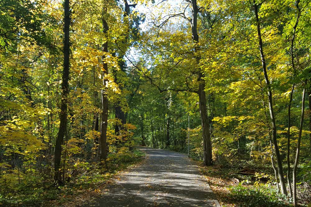 Auwald im Herbst. Foto: Marko Hofmann