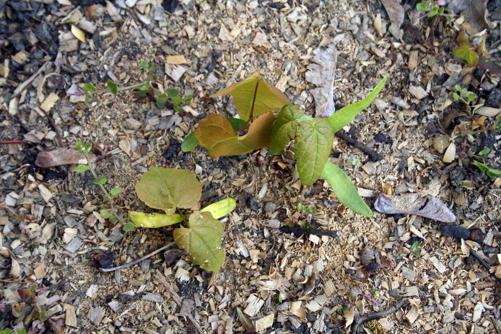 Jeder fängt mal klein an. Foto: Ralf Julke