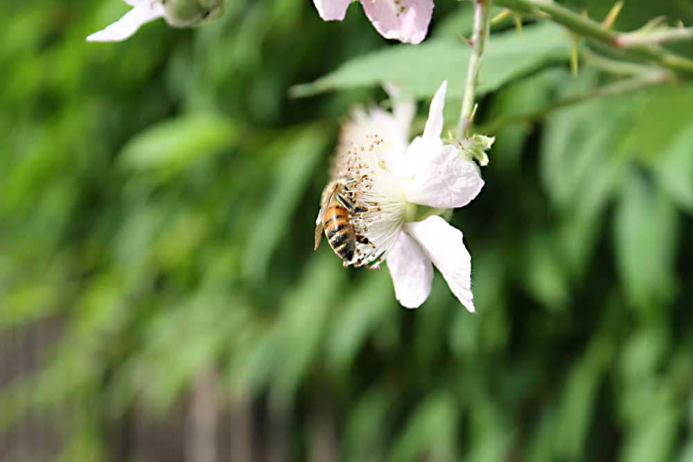 Biene bei der Arbeit. Foto: Ralf Julke