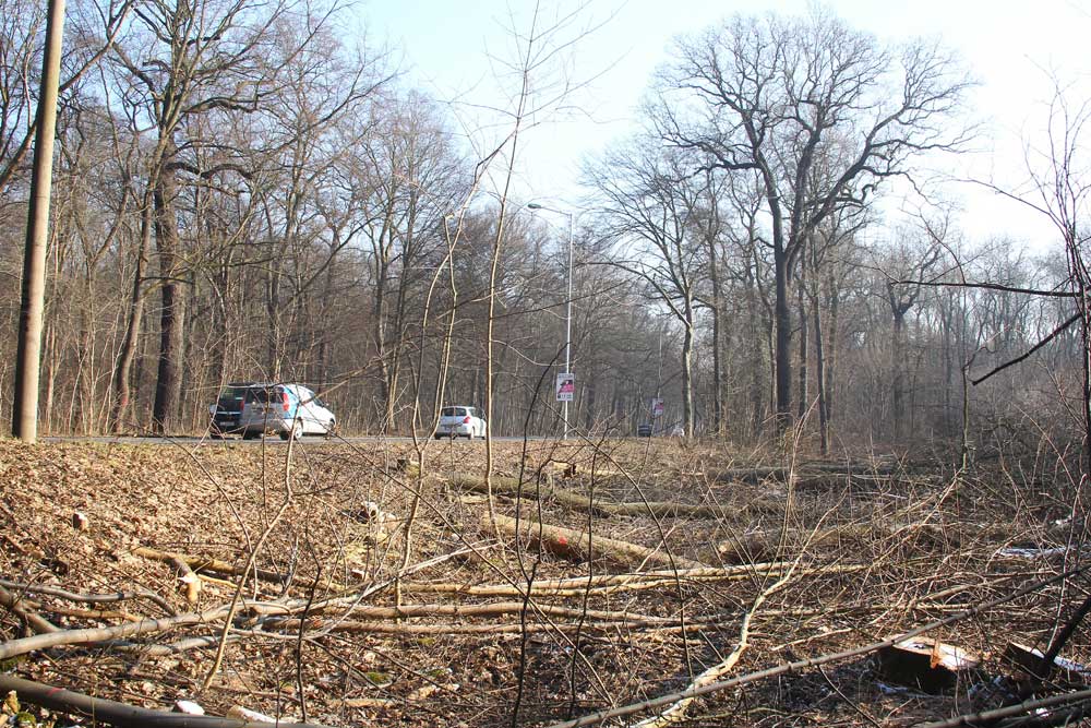 Baumfällungen 2016 / 2017 an der Hans-Driesch-Straße. Foto: Jan Kaefer