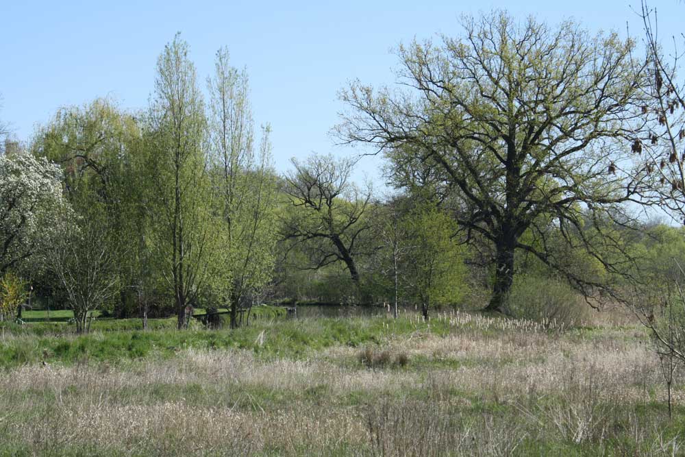 In der Nordwestaue der Weißen Elster. Foto: Ralf Julke