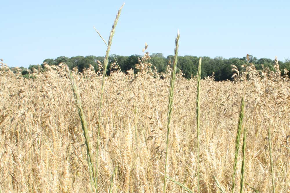 Wie kommt man wieder zu einer Landwirtschaft ohne Glyphosat? Foto: Ralf Julke