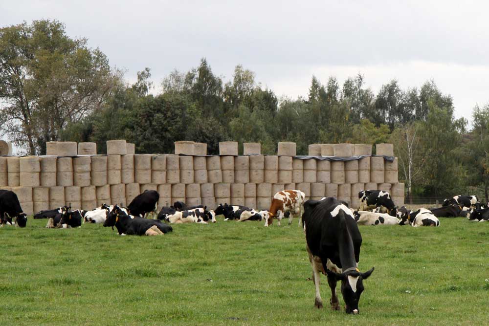 Kühe auf der Weide. Foto: Matthias Weidemann