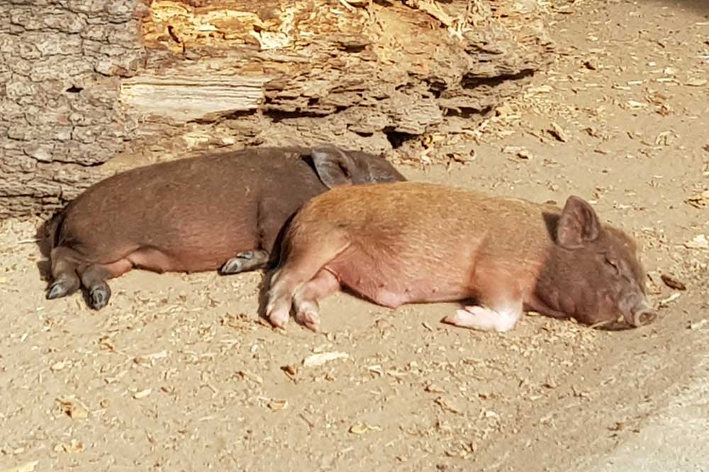 Das Leben kann so schön sein. Foto: Marko Hofmann