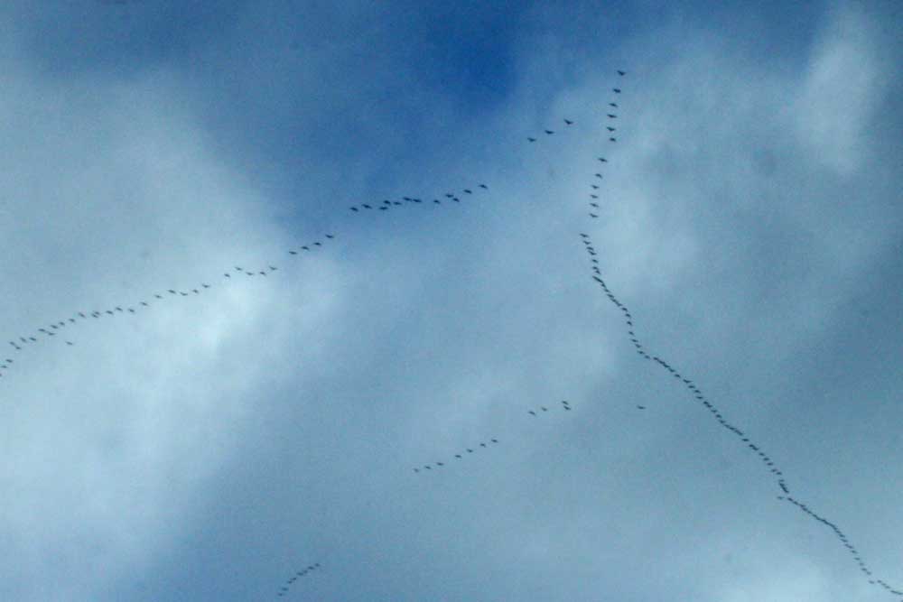 Zugvögel über Leipzig. Foto: Ralf Julke