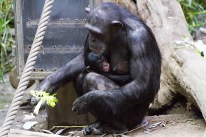 Schimpansenweibchen Kisha mit Jungtier, Foto: Zoo-Leipzig