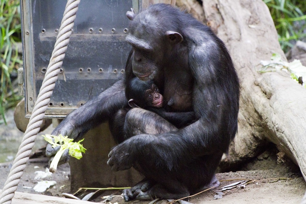 Schimpansenweibchen Kisha mit Jungtier, Foto: Zoo-Leipzig