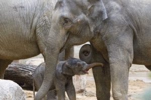 Rani mit ihrem Jungtier &copy; Zoo Leipzig