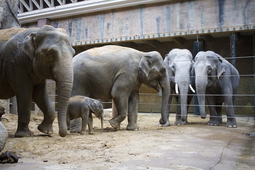 Miniherde Don Chung Rani und Jungtier triifft auf Voi Nam und seine Mutter Trinh © Zoo Leipzig