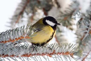 Zweitplatzierte im vergangenen Jahr: Bei der „Stunde der Wintervögel“ 2019 wurde die Kohlmeise in Sachsen in 90 Prozent aller gemeldeten Gärten und Parks im Durchschnitt sechsmal gezählt. Foto: Bärbel Franzke