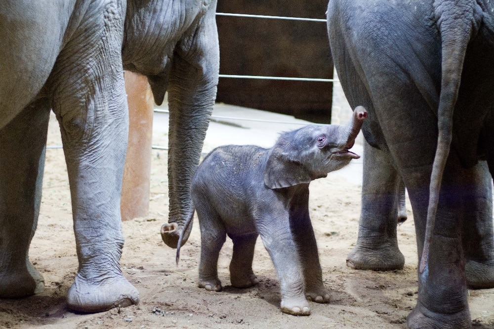 Ranis Jungtier zwischen Rani und Don Chung. © Zoo Leipzig