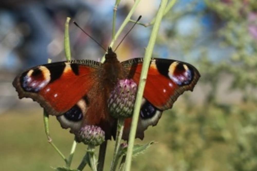 Tagpfauenauge (Aglais io). Bild: Guy Pe'er