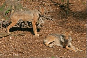 Quelle: UferLeben Störmthaler See e.V.