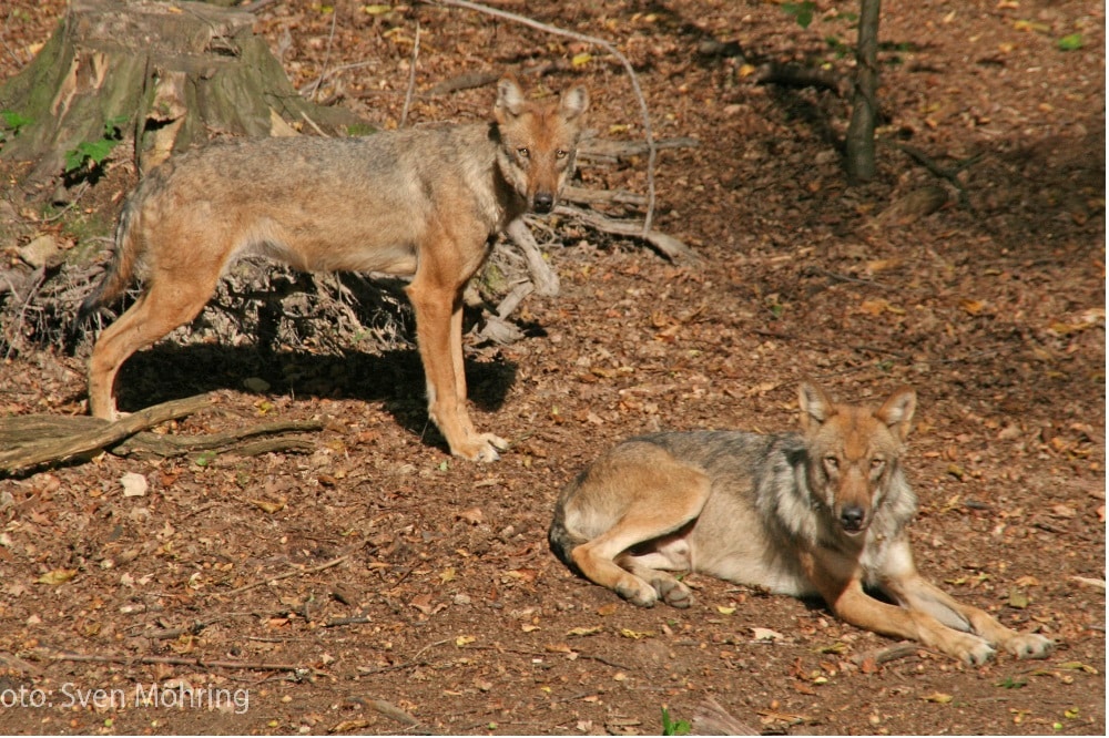 Quelle: UferLeben Störmthaler See e.V.