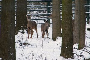 Weisswedelwild. Quelle: Wildpark e. V.