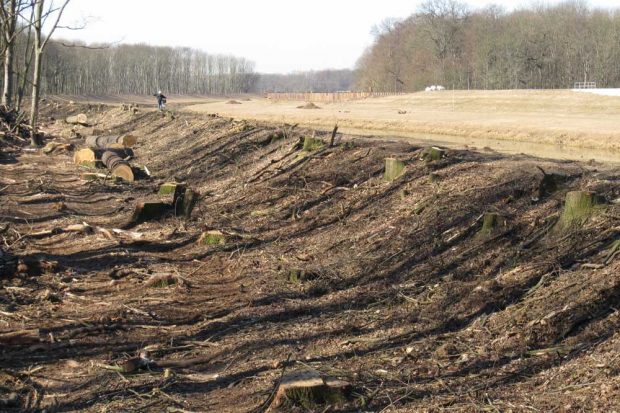 Baumfällungen hinter den Deichen im Leipziger Auenwald 2011. Foto: Ökolöwe