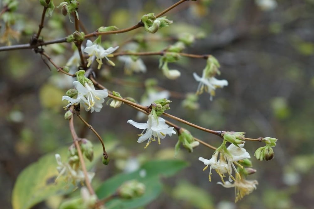 Die Winter-Heckenkirsche, die gerade im Botanischen Garten in voller Blüte steht, wird zutreffend auch Duft-Heckenkirsche genannt, denn auffälliger als die Blütenfarbe ist der über einige Meter hinweg wahrnehmbare, süßliche Duft. Foto: Botanischer Garten