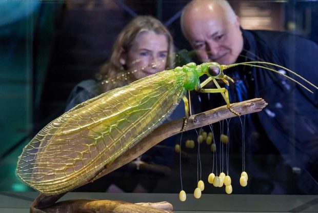 Julia Stoess und Yadegar Asisi amn Modell einer Gemeinen Florfliege. Foto: Tom Schulze / Panometer