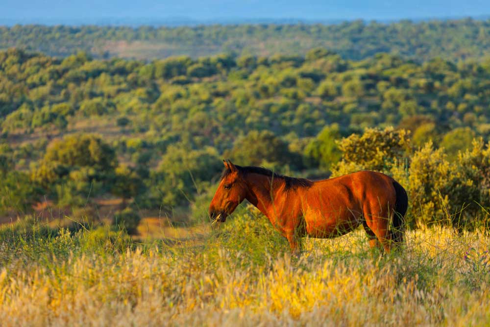 Die natürliche Beweidung als ökologischer Prozess hilft unzähligen Arten in halboffenen Landschaften und unterstützt die Schaffung natürlicher Waldlandschaften, die weniger anfällig sind für Brände. Foto: Juan Carolos Muñoz Robredo / Rewilding Europe
