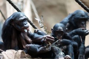 Lexi mit ihrem neuen Jungtier © Zoo Leipzig