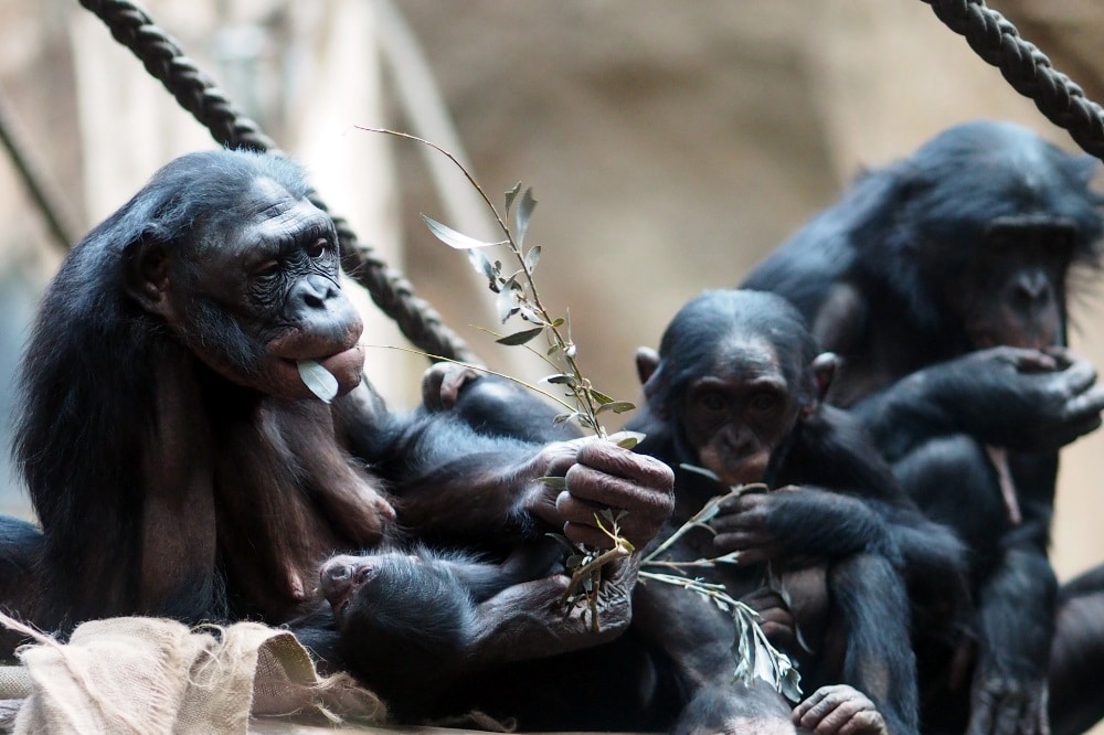 Lexi mit ihrem neuen Jungtier © Zoo Leipzig