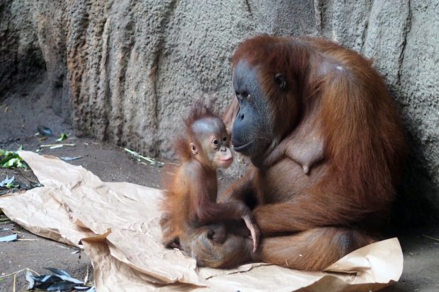 Orangweibchen Pini mit Tochter Rima © Zoo Leipzig