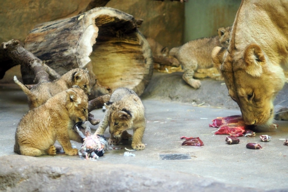 Kigalis Löwennachwuchs in der Schauanlage. © Zoo Leipzig