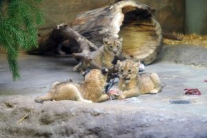 Löwenjungtiere auf Wanderschaft in der Schauhöhle © Zoo Leipzig