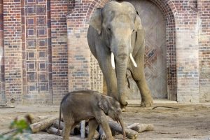 Voi Nam und sein Sohn © Zoo Leipzig