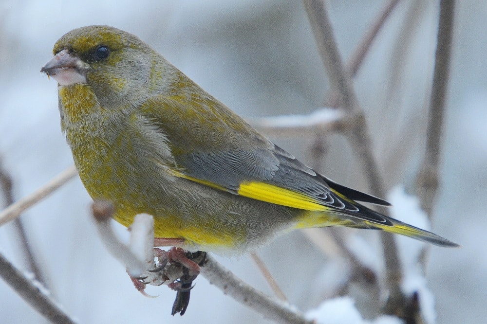 Eines der Sorgenkinder bei der „Stunde der Wintervögel“: Der Abwärtstrend beim Grünfink setzt sich auch 2020 fort. Foto: Reimund Francke