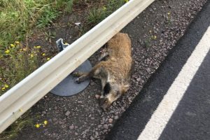 Verunfalltes Wildschwein am Straßenrand. Foto: Landkreis Leipzig