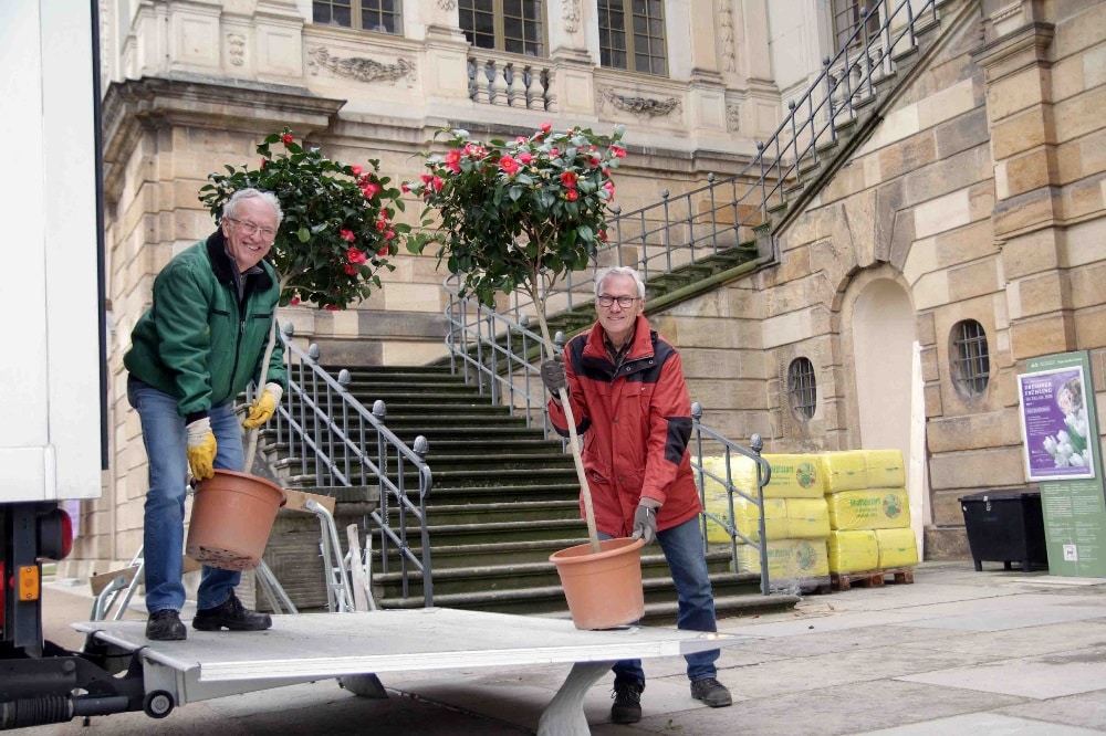 Pflanzenkoordinator Wolfgang Friebel (l). und Aufbauhelfer Manfred Eberhardt laden am Palais im Großen Garten Pillnitzer Kamelien aus. Die Kamelien werden beim „Dresdner Frühling im Palais“ zu sehen sein. Foto: Andreas Hilger FGS