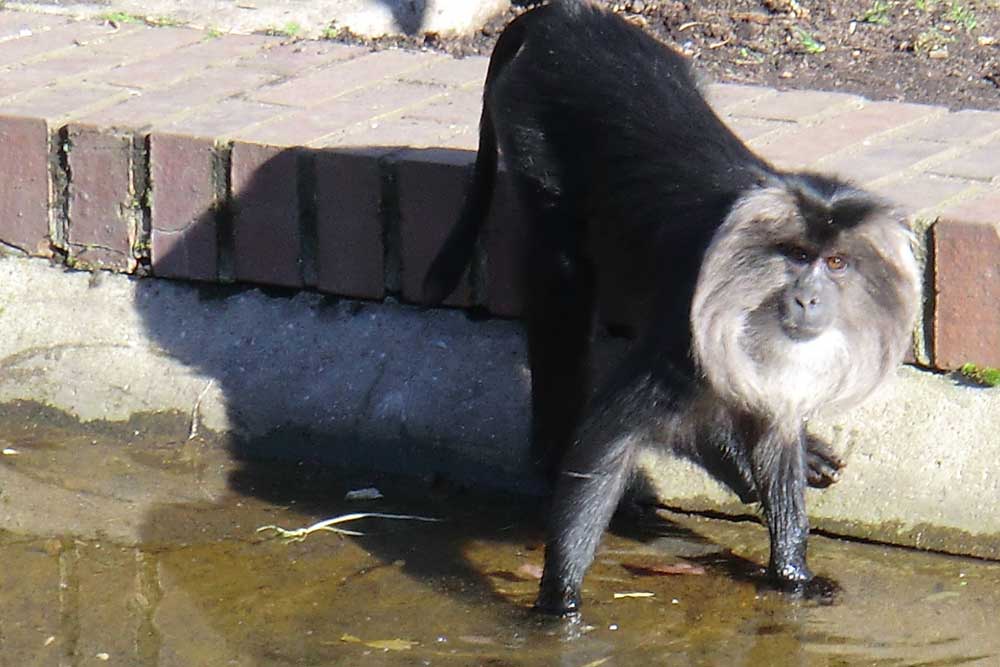 Von Menschen-Männchen oft beneidet: Bartaffe im Leipziger Zoo. Foto: Marko Hofmann