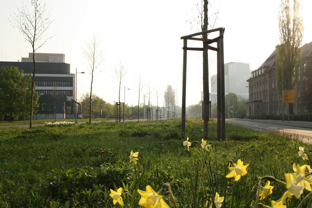 Wiese, gelbe Blüten in Nahaufnahme, Gebäude im Hintergrund und junger Baum.
