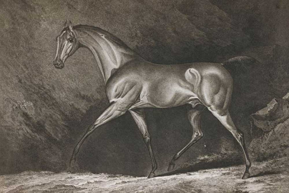 Historische Pferdedarstellung. Foto: Universität Leipzig