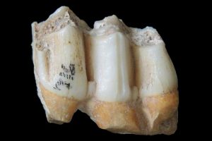 Fossile Zähne eines Leierhirsches (Rucervus eldii) aus der Fossiliensammlung der Höhle von Tam Ham Marklot. Foto: Nicolas Bourgon