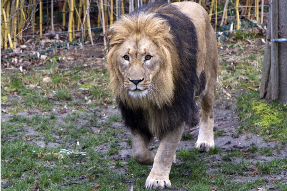 Löwe Majo ist gefordert © Zoo Leipzig